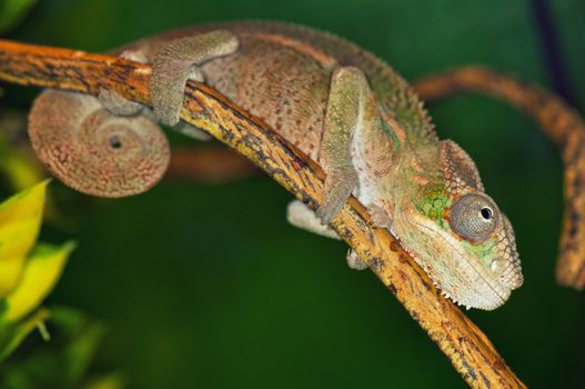 Close up of a colorful chameleon on tree branch