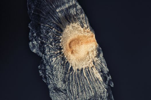 Macro detail of winged seed isolated on black - Unknown tree species, taken in Havana, Cuba