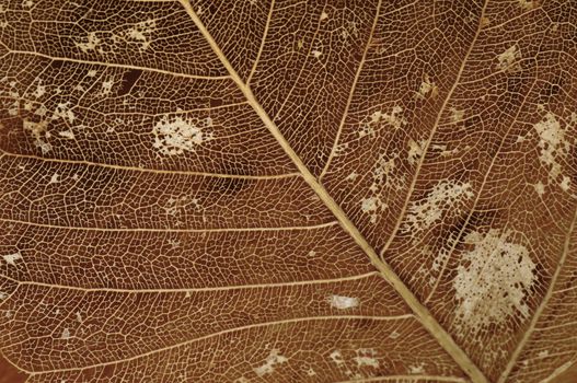 Abstract detail of dried leaf pattern with veins