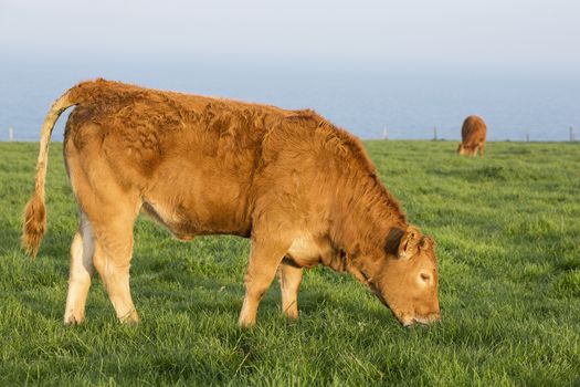 Grazing cow in Normandy, sea on background, France.