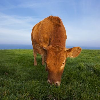 View of grazing cow in Normandy, France.