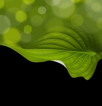 green leaf background