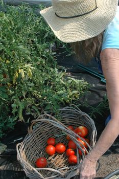 Mature female picking tomatoes from her garden outside.