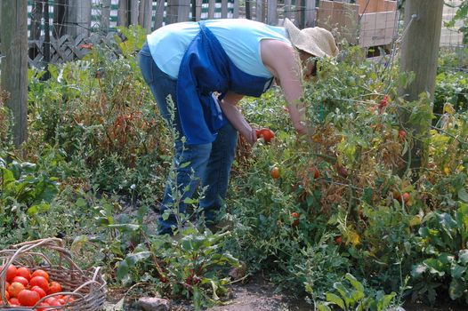 Mature female picking tomatoes from her garden outside.