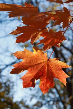 Autumn. Seasonal background. Closeup of red maple leaves