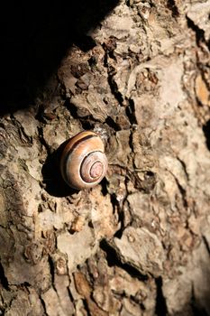 Ordinary snail on wooden background under sunbeam