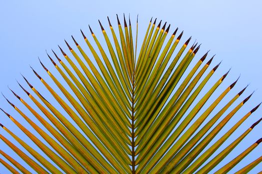 Palm leaf on a background of blue sky