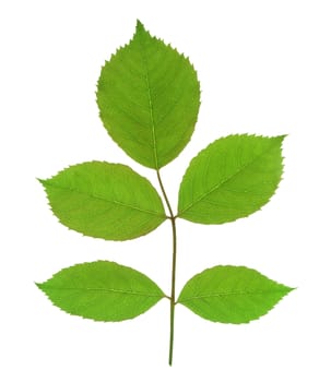 green leaf isolated