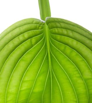 green leaf close up