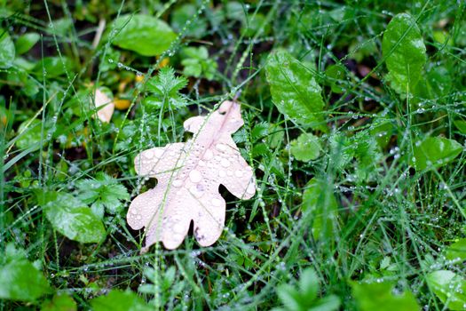 A brown oak leaf in wet green grass
