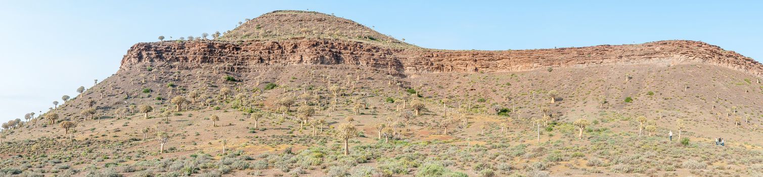 NIEUWOUDTVILLE, SOUTH AFRICA - AUGUST 24, 2015: Thousands of quiver trees (Aloe dichotoma) line the hills in the Quiver Tree Forest at Gannabos near Nieuwoudtville in the Northern Cape Province