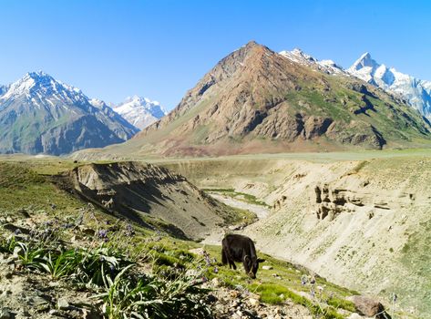 Sunny mountain pasture with glacier stream in Zanskar, India