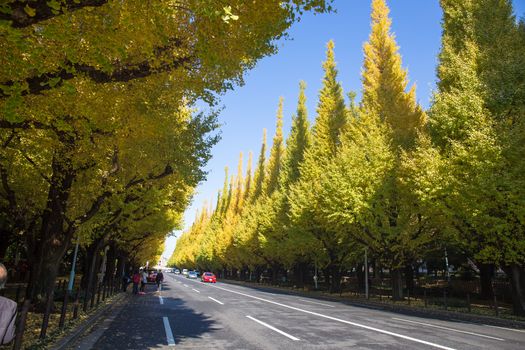 TOKYO, JAPAN - NOVEMBER 21 Icho Namiki Street in Tokyo, Japan on November 21, 2014 The street nearby Meiji Jingu Gaien that has beautiful Ginkgo along the length of the street in autumn