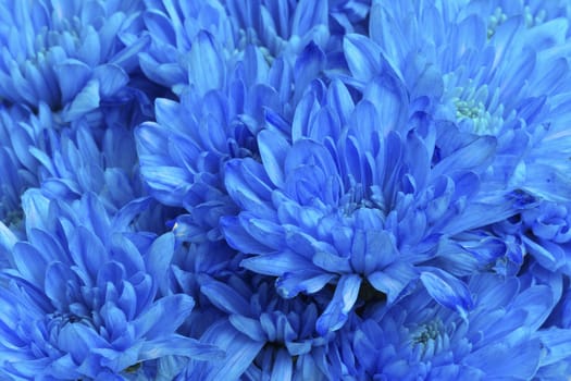Blue chrysanthemum flower-macro shot