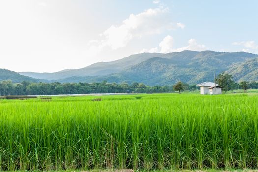 Rice field green grass blue sky cloud cloudy and Mountain landscape background .