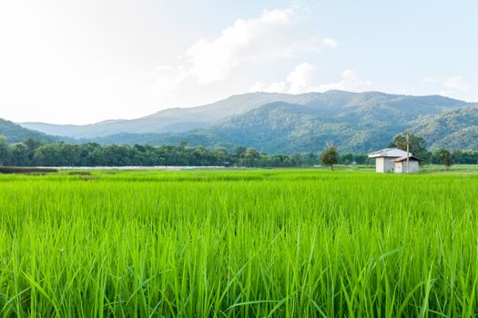 Rice field green grass blue sky cloud cloudy and Mountain landscape background .