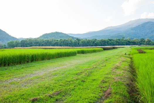 Rice field green grass blue sky cloud cloudy and Mountain landscape background .