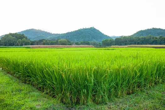 Rice field green grass blue sky cloud cloudy and Mountain landscape background .