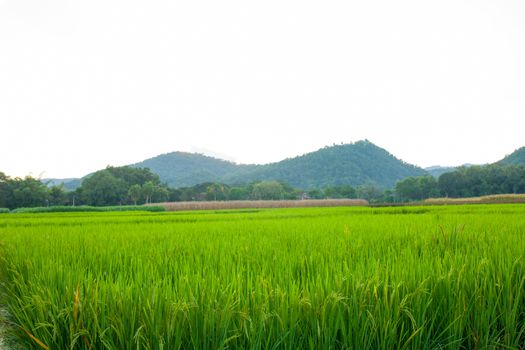 Rice field green grass blue sky cloud cloudy and Mountain landscape background .