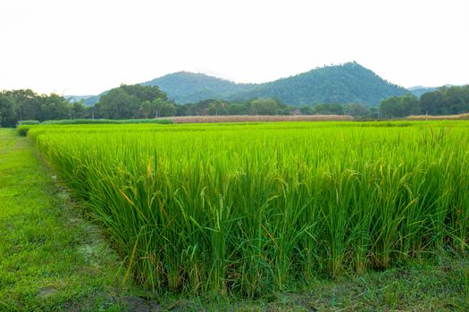 Rice field green grass blue sky cloud cloudy and Mountain landscape background .