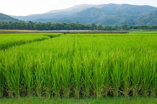 Rice field green grass blue sky cloud cloudy and Mountain landscape background .