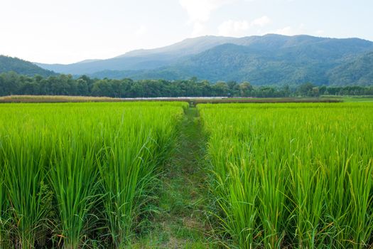 Rice field green grass blue sky cloud cloudy and Mountain landscape background .