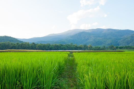 Rice field green grass blue sky cloud cloudy and Mountain landscape background .