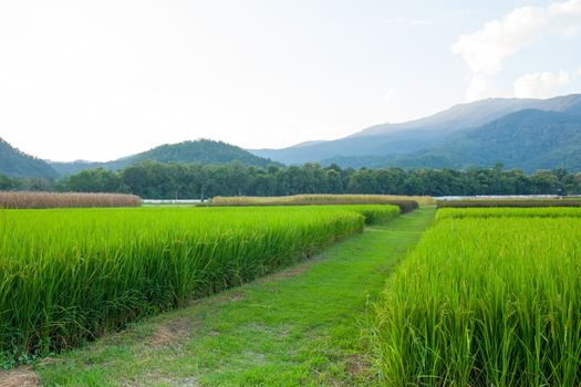 Rice field green grass blue sky cloud cloudy and Mountain landscape background .