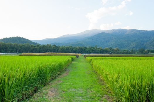 Rice field green grass blue sky cloud cloudy and Mountain landscape background .