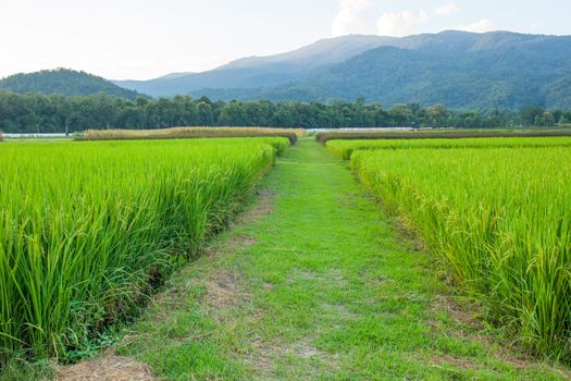 Rice field green grass blue sky cloud cloudy and Mountain landscape background .