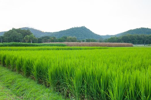 Rice field green grass blue sky cloud cloudy and Mountain landscape background .