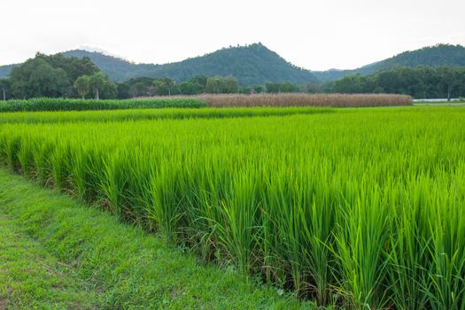 Rice field green grass blue sky cloud cloudy and Mountain landscape background .