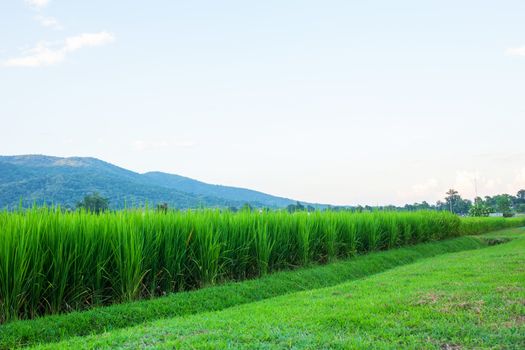 Rice field green grass blue sky cloud cloudy and Mountain landscape background .