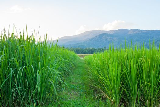 Rice field green grass blue sky cloud cloudy and Mountain landscape background .