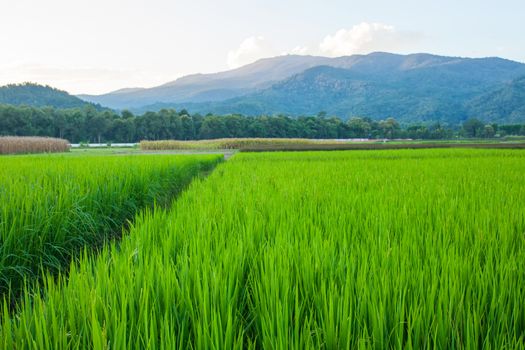 Rice field green grass blue sky cloud cloudy and Mountain landscape background .