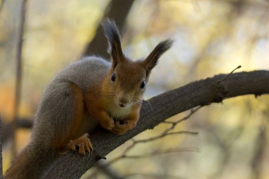 The photograph shows a squirrel on the tree