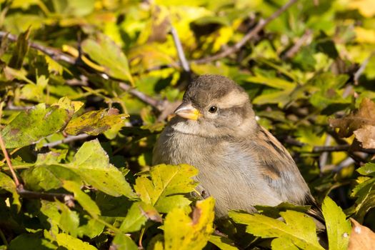 The picture shows a sparrow sitting on a bush
