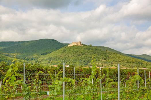 Castle Hambacher Schloss - view from the vineyards