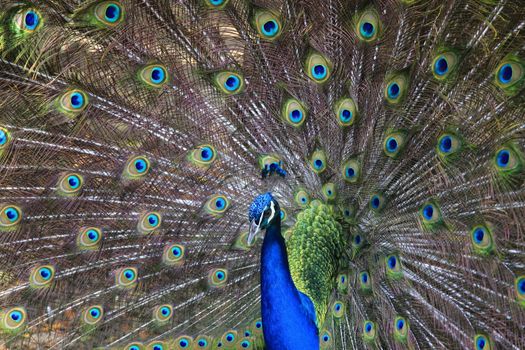A beautiful male peacock showing off its colorful feathers