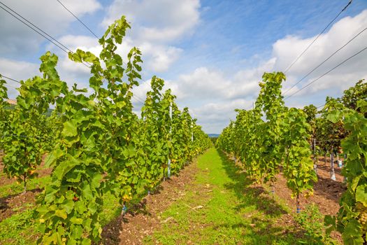 Beautiful green rows of grapes with blue sky