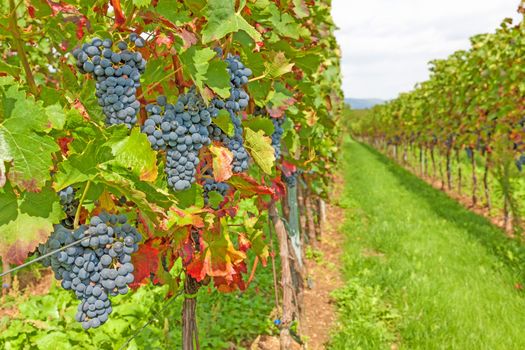 ripe red grapes in vineyard before harvest