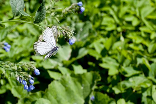 Blue flower and white butterflies on green background
