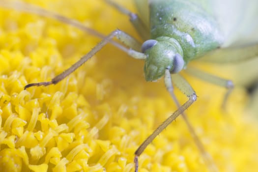 Macro of a Common Green Capsid