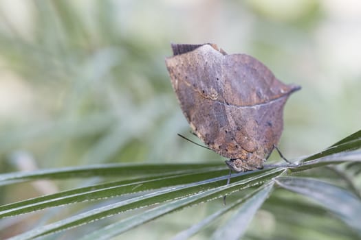 Leaf Butterfly, disguised to look like an autumn leaf