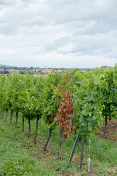 Hiking in Alsace with vinewyard views in France vacation