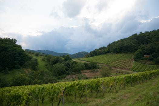 Hiking in Alsace with vinewyard views in France vacation