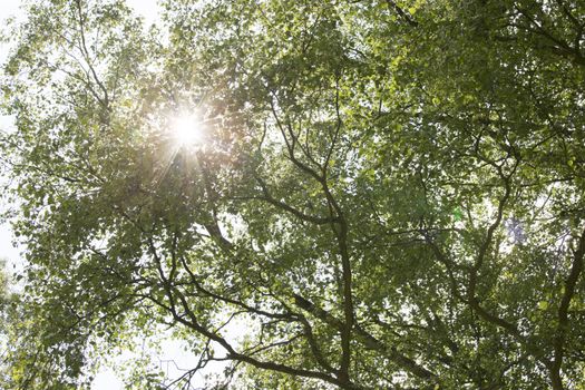 Tree with sunlight shining through the leafs.