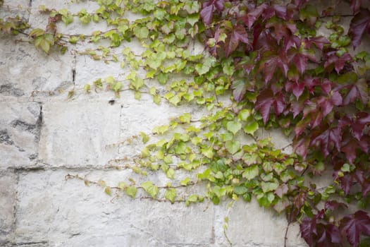 Ivy growing on old stone wall, copy space