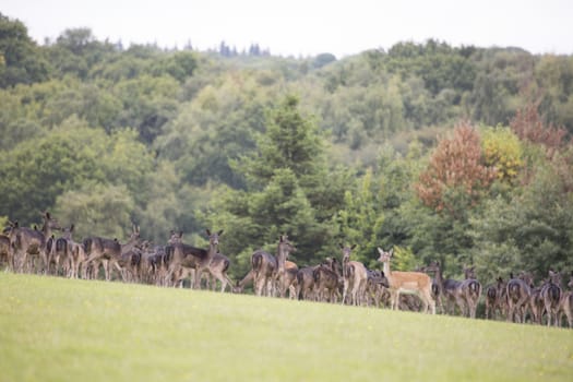 Safety in numbers, Large group of deer gathered in open field