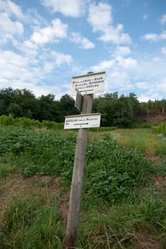 Hiking in Alsace with vinewyard views in France vacation